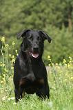 BEAUCERON 024